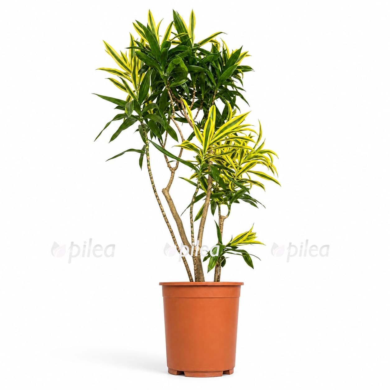 dracaena reflexa sri lanka